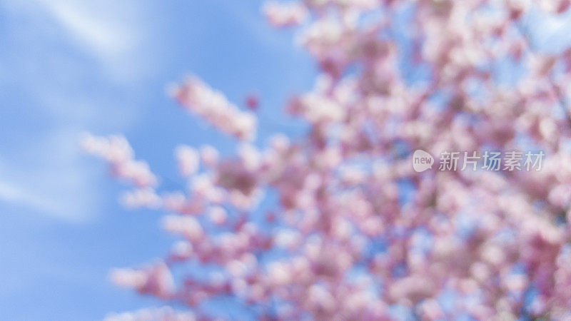 粉红色的日本樱花在春天的阳光散焦