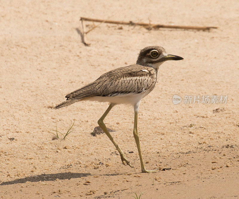 水Thick-Knee