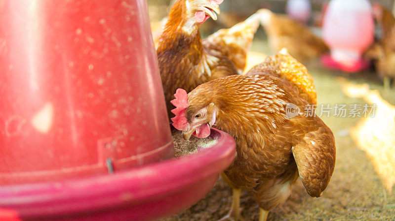 母鸡或养鸡场。它以有机养殖家禽为安全食品。