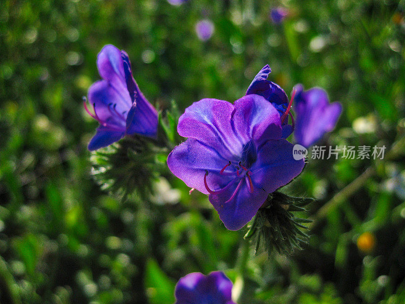 伊比利亚紫罗兰花-车前草