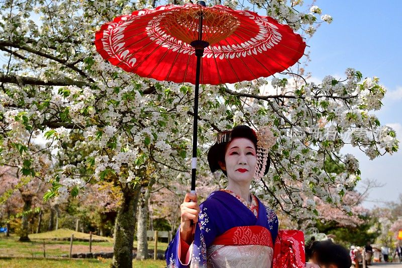 日本妇女在樱花下站在宫子的服装，京都