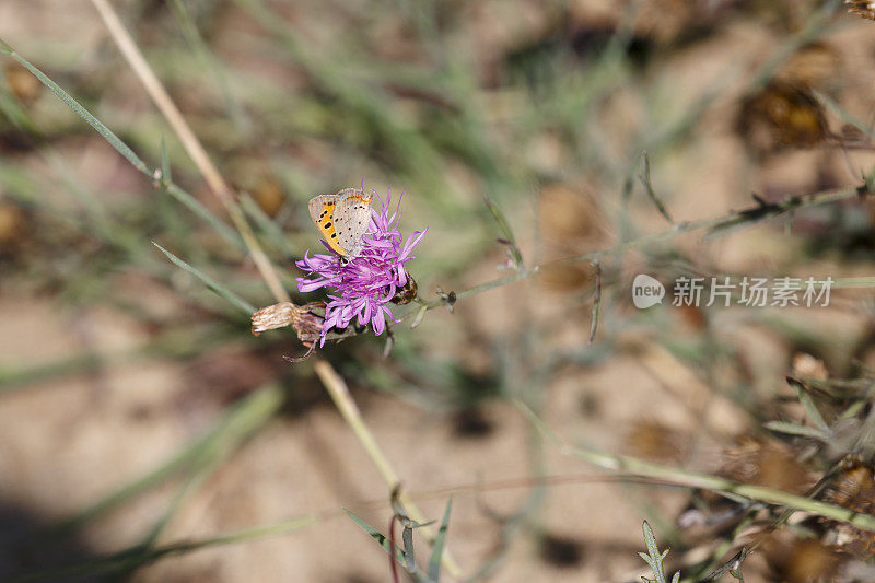 美国铜蝴蝶在粉红色的花上花蜜