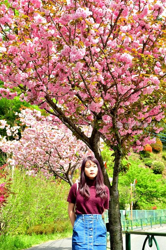 年轻的日本女人走在樱花下