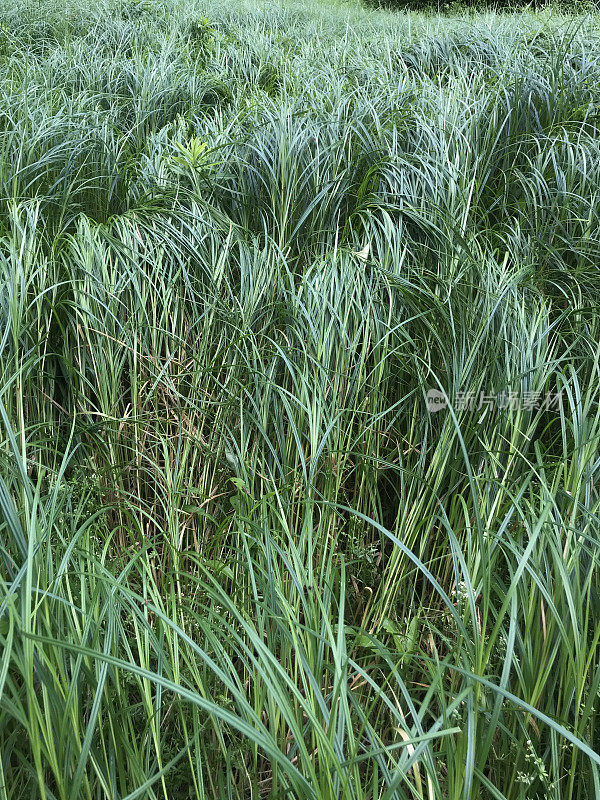 湿地的沼泽草