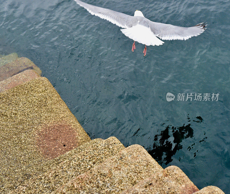 海鸥