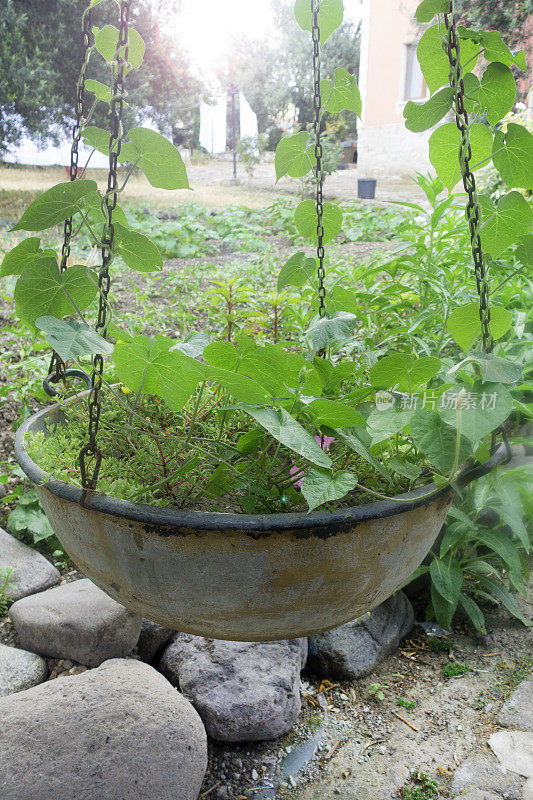 植物和花挂篮