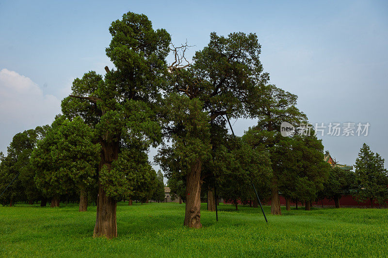 北京公园里的老柏树