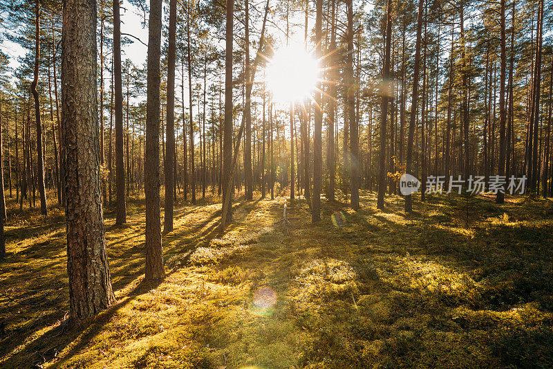 美丽的日落日出太阳阳光在阳光充足的夏季针叶林。阳光透过森林景观中的树林
