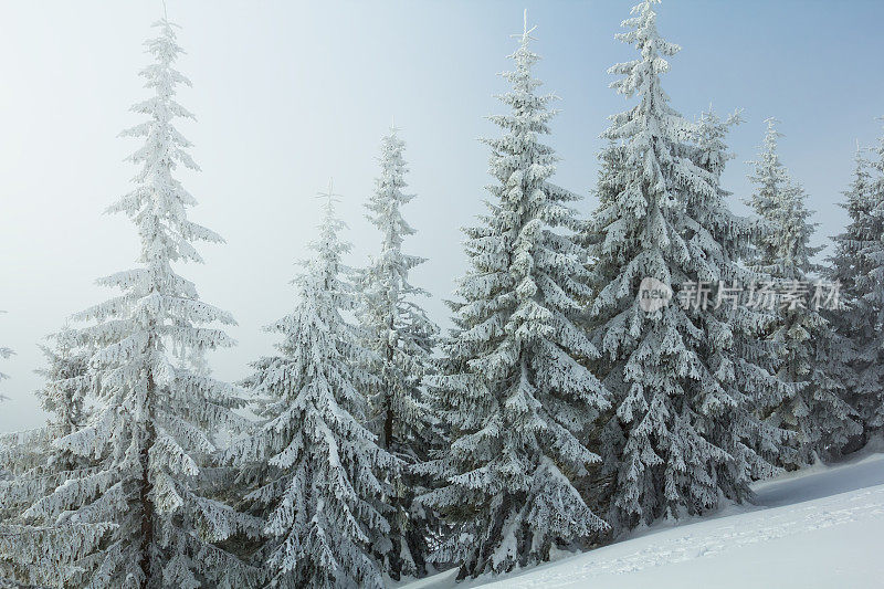 雪后的松林中弥漫着薄雾，一派冬日景象
