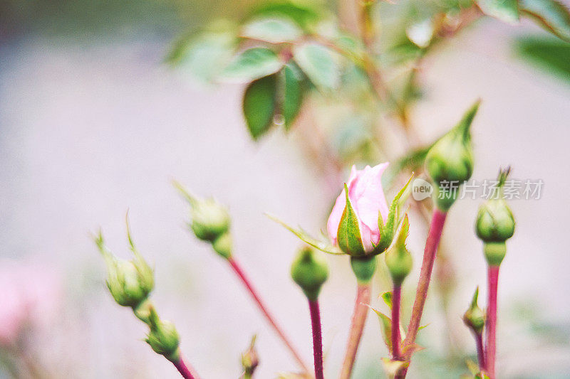 粉红色的玫瑰花蕾即将绽放