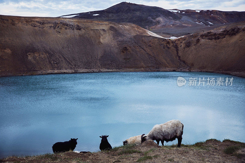 蓝绿色的火山口湖。在湖岸放牧的羊