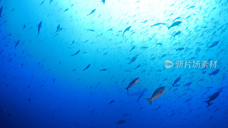 加拉帕戈斯群岛达尔文岛海面下成群的太平洋克里奥尔鱼