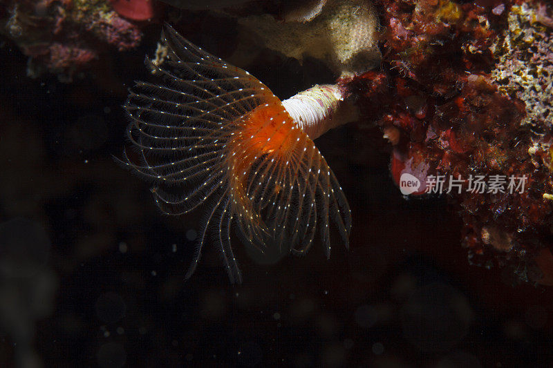 海洋生物螺旋管虫水下美