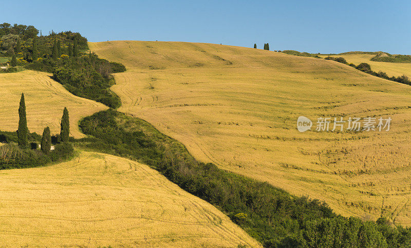 托斯卡纳风景与托斯卡纳柏树和麦田在意大利，欧洲