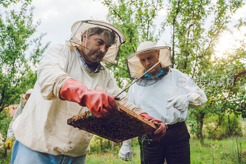 养蜂人从蜂箱中收集蜂蜜