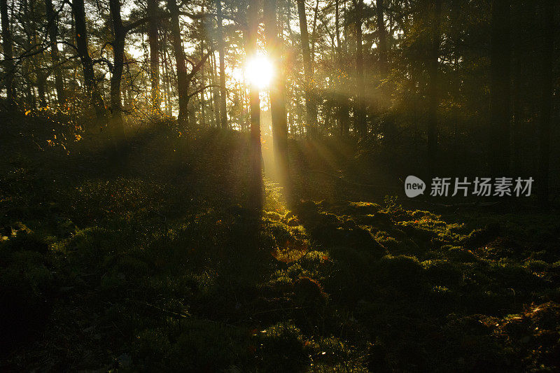 在一个雾蒙蒙的早晨，阳光在黑暗的松树林。