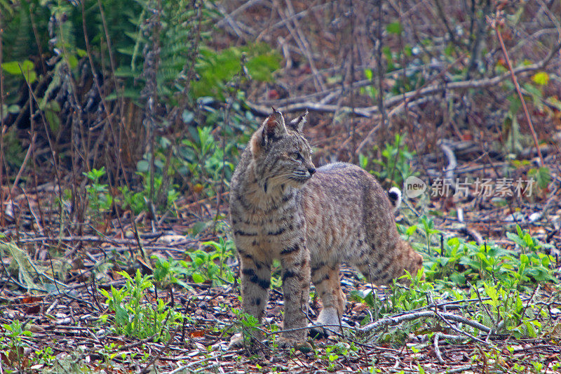 山猫