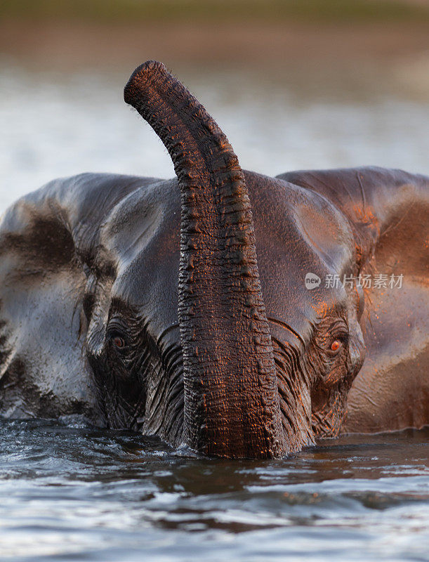 游泳的大象