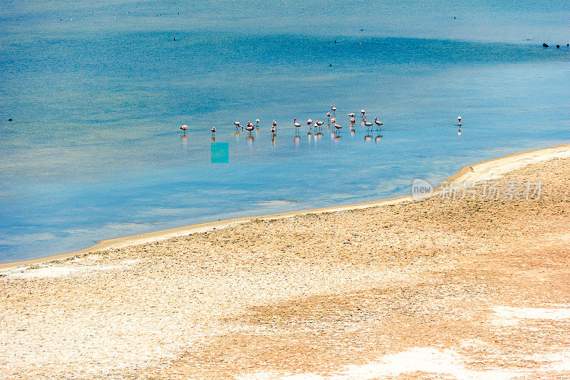 美丽的火烈鸟在阿塔卡马沙漠的湖中觅食。