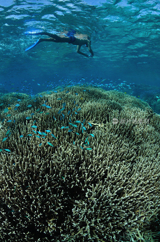潜水者探索珊瑚花园，阿金库尔礁，道格拉斯港，大堡礁，澳大利亚