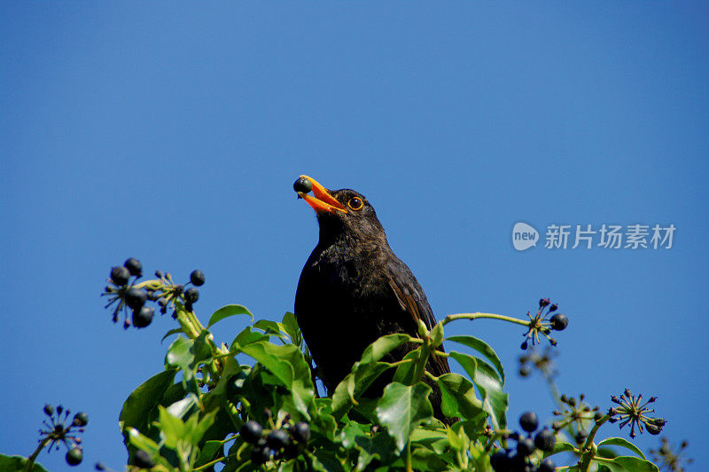 黑鸟和浆果