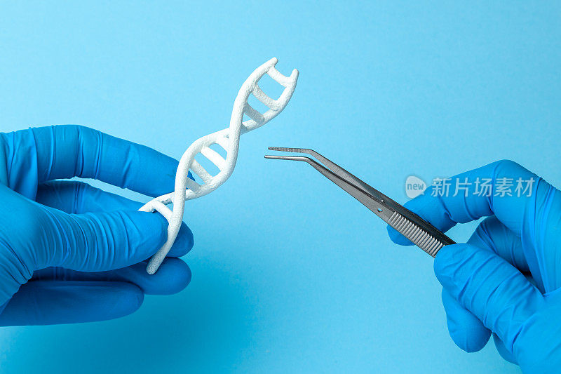 螺旋DNA的研究。对人类生物密码DNA进行遗传实验的概念。拿着DNA螺旋和镊子的科学家。