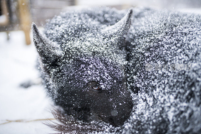 黑哈士奇躺在雪中，希尔克内斯，芬兰马克，挪威