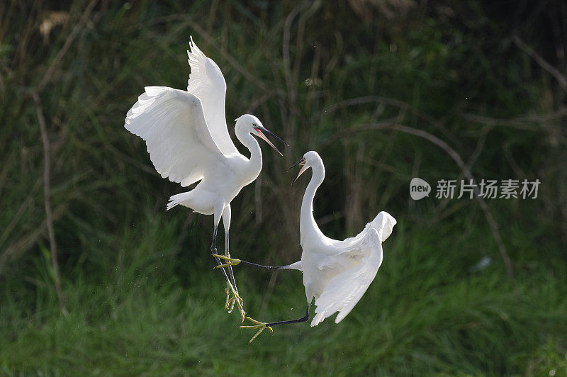 小白鹭战斗