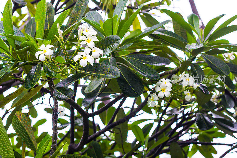 白色鸡蛋花的分支与季风雨滴特写。