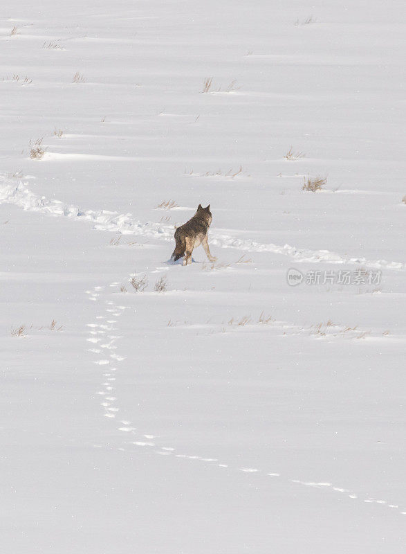 美国黄石公园3月下雪的狼