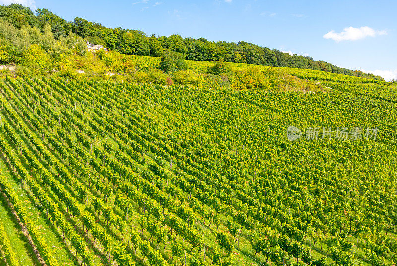 葡萄园在低森林纪念碑纪念碑Rüdesheim，德国