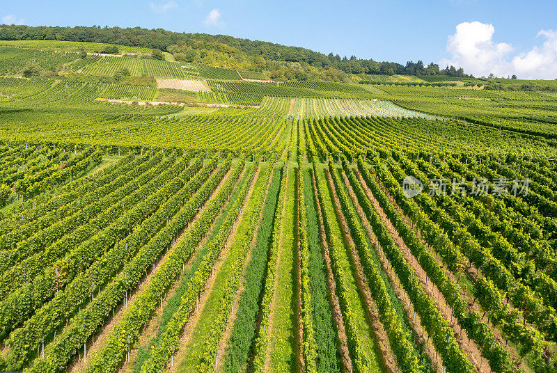 葡萄园在低森林纪念碑纪念碑Rüdesheim，德国