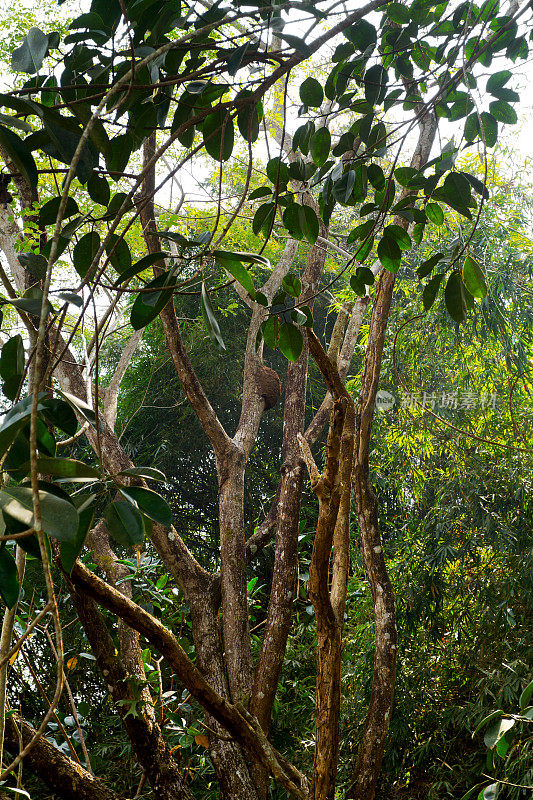 清莱省的树枝和树木