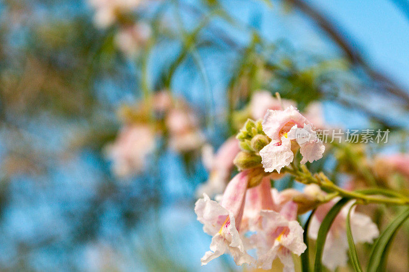 沙漠之花