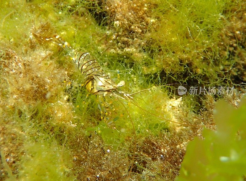 绿藻上的小对虾(锯齿斑海虾)
