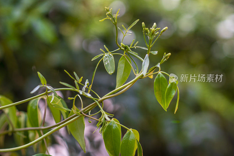 正在萌芽的植物的特写