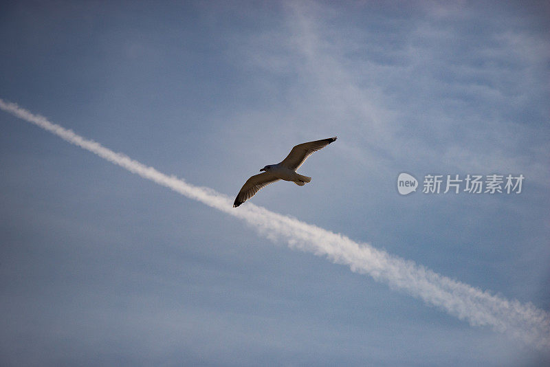 飞翔的海鸥和水汽的痕迹