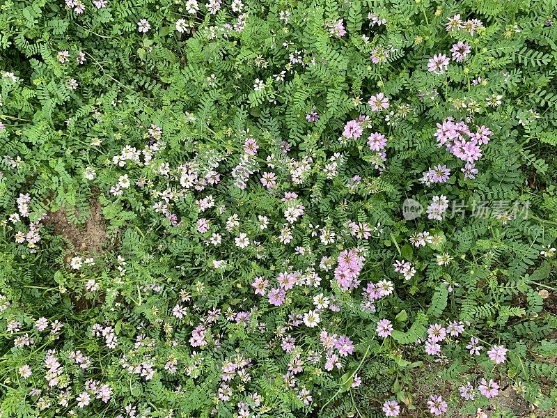 冠叶黄芪是一种低矮的藤本植物