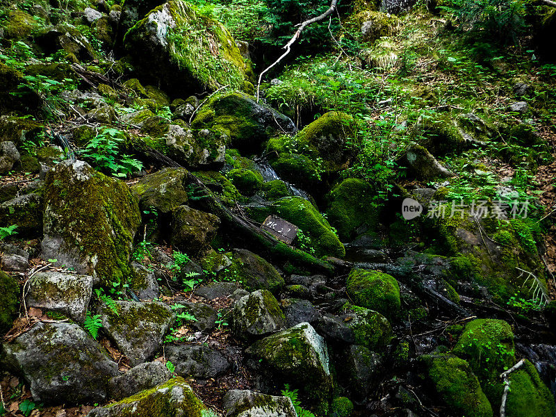 许多苔藓,太。Shirane日兴