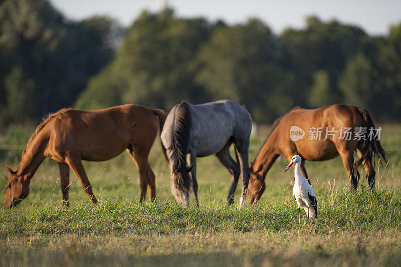 夏天，鹳鸟和马在草地上寻找食物