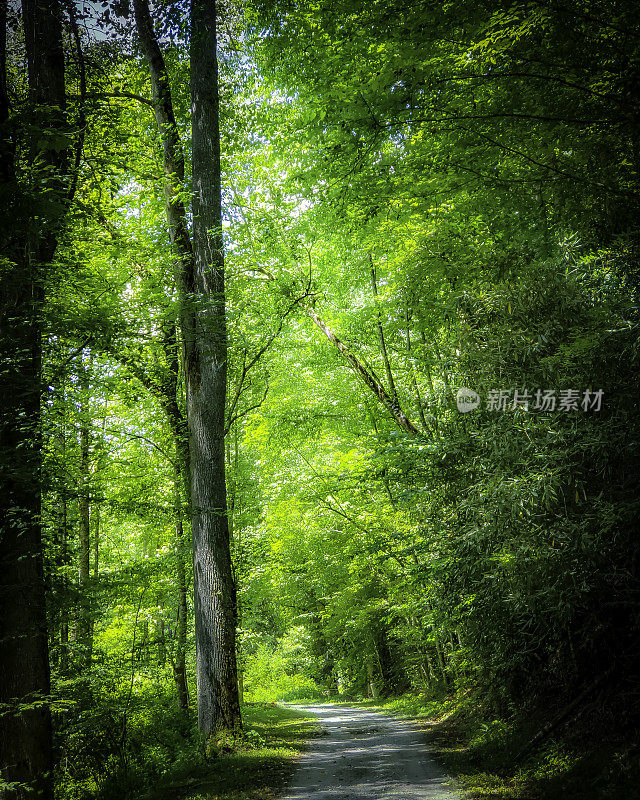 乡村公路通过深蓝绿色森林-施了魔法的夏季林地