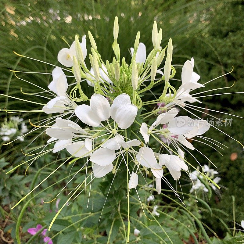 醉蝶花属蜘蛛花