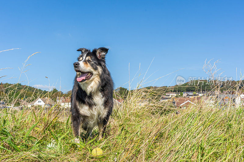 边境牧羊犬在长满草的岸边