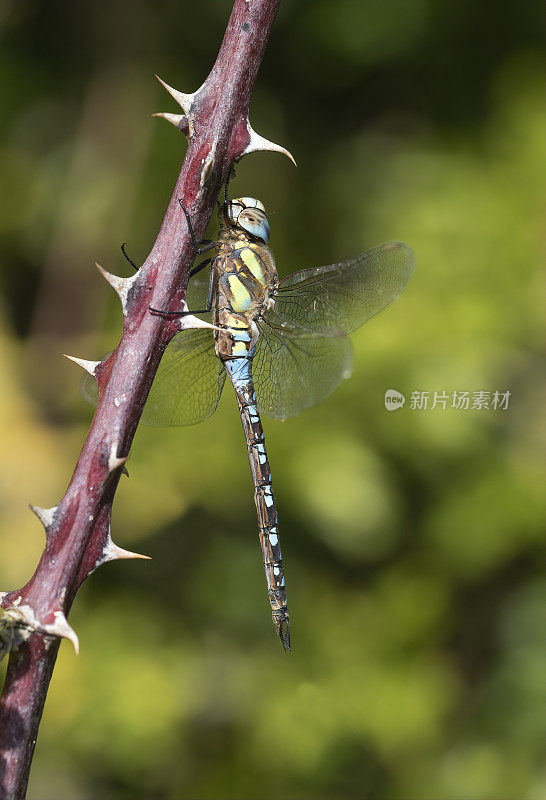 雄性迁徙小贩蜻蜓在阳光下休息在树枝上