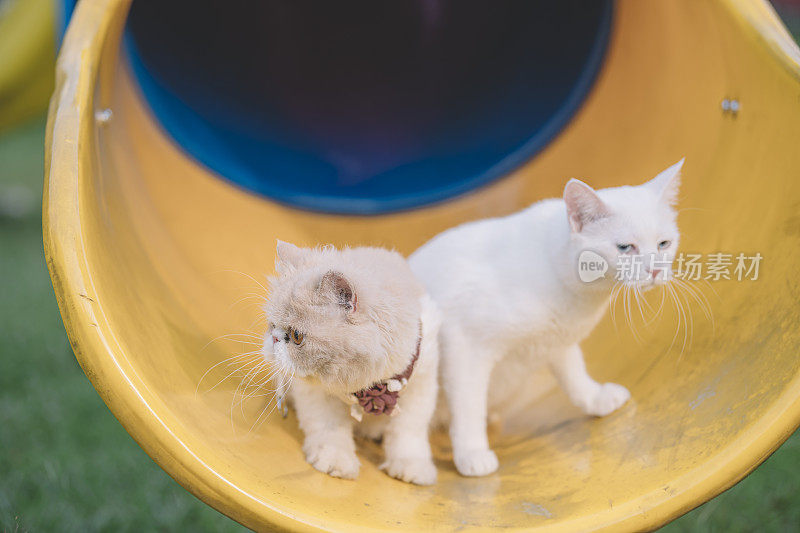 2家猫在儿童游乐场的隧道里寻思