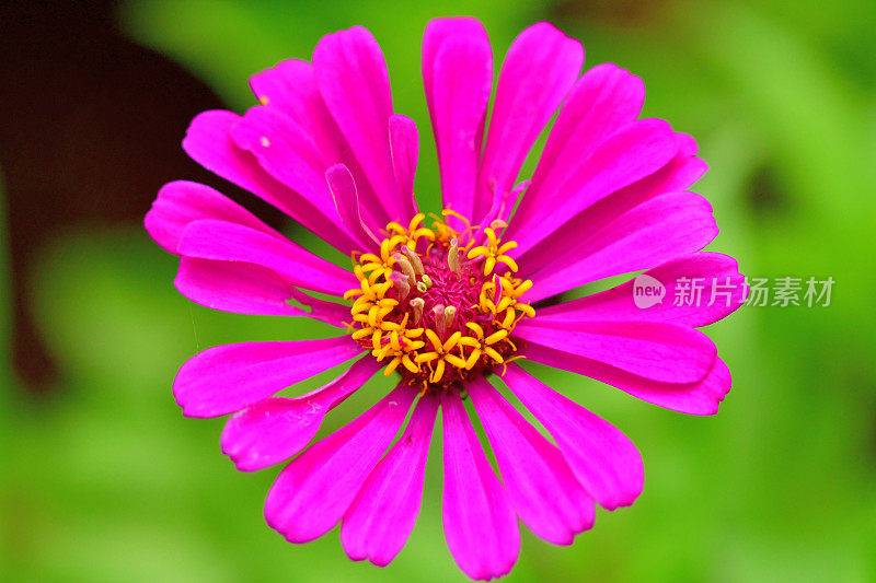 Zinnia花