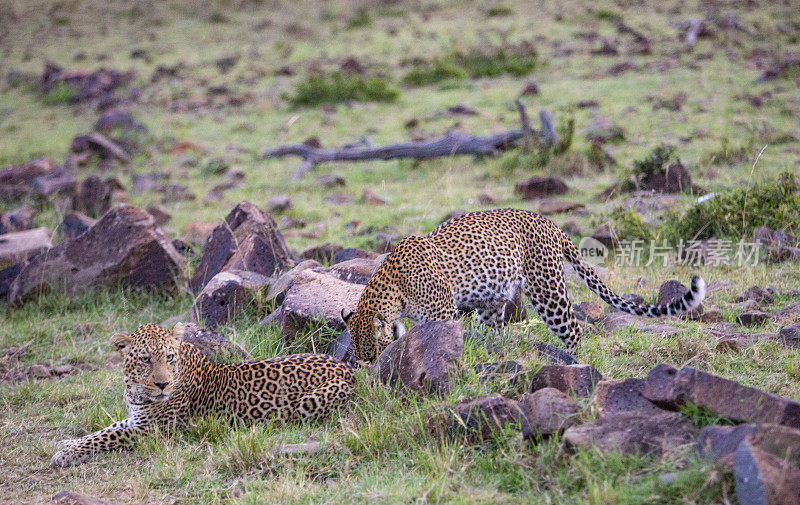 肯尼亚马赛马拉的狩猎之旅，猎豹出没于石质景观中