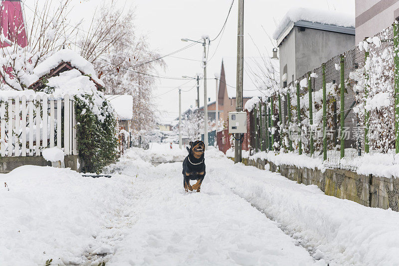 村子里的狗在雪地里玩耍