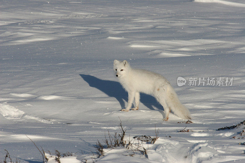 野生行走的北极狐冰雪覆盖苔原哈德逊湾加拿大马尼托巴省
