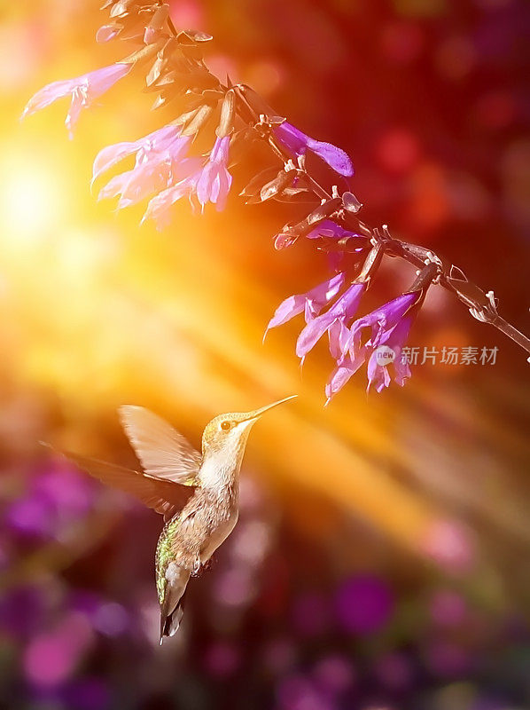红喉蜂鸟在花园阳光下的高调照片